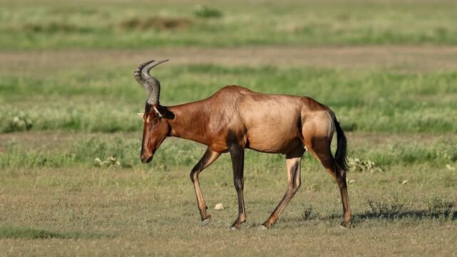 A red hartebeest antelope (Alcelaphus buselaphus) walking in natural habitat, Kalahari desert, South Africa