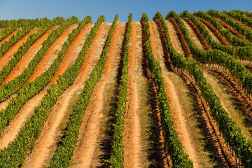 Naklejka premium Sunlit vineyard rows in South Africa