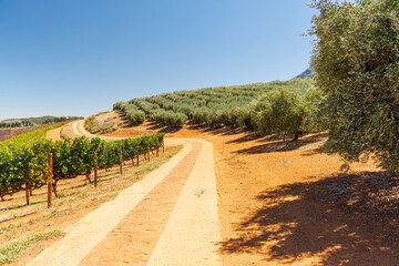 Naklejka premium Winery road between vineyards and olive grove