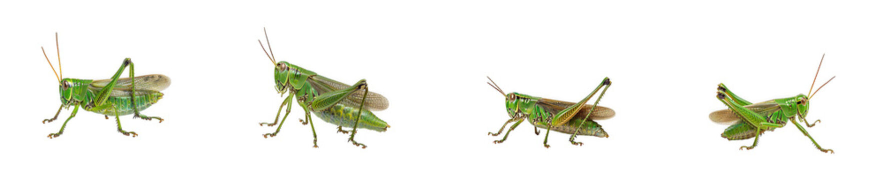 Small green grasshoppers hopping, insect pest isolated on transparent background