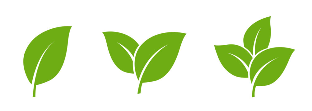 Green Leaf icon Set, Minimal Nature Plant leaves Logo Collection, Modern Symbol Set of Single one, two and three Fresh Organic Leaves Vector isolated on Transparent Png White background