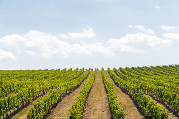 Naklejka premium Sunlit vineyard rows in South Africa