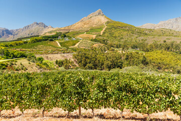 Naklejka premium Sunlit vineyard in South Africa