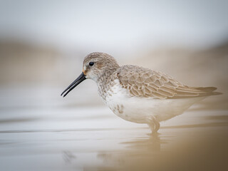Obraz premium Bécasseau variable (Calidris alpina) en plumage hivernal dans une vasière en Camargue, limicole côtier photographié dans son habitat naturel méditerranéen
