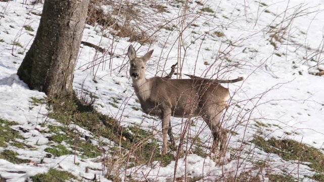 Single female Roe deer standing alert in alpine meadow and snowy forest in background. Wildlife spring scene in Italian Alps, natural behavior captured in 4K 60fps