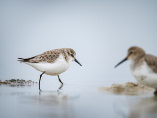 Obraz premium Bécasseau minute (Calidris minuta) en plumage hivernal marchant dans une vasière en Camargue, petit limicole côtier photographié dans son habitat naturel méditerranéen