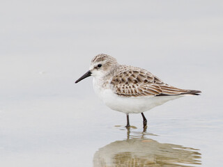 Obraz premium Bécasseau minute (Calidris minuta) en plumage hivernal marchant dans une vasière en Camargue, petit limicole côtier photographié dans son habitat naturel méditerranéen