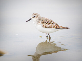 Obraz premium Bécasseau minute (Calidris minuta) en plumage hivernal marchant dans une vasière en Camargue, petit limicole côtier photographié dans son habitat naturel méditerranéen