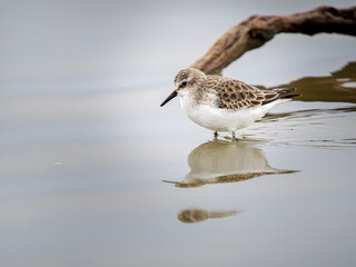 Obraz premium Bécasseau minute (Calidris minuta) en plumage hivernal marchant dans une vasière en Camargue, petit limicole côtier photographié dans son habitat naturel méditerranéen