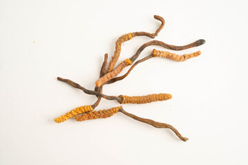 Obraz premium Cordyceps sinensis or Ophiocordyceps sinensis isolated on white background, mushroom herb treatment medicine.