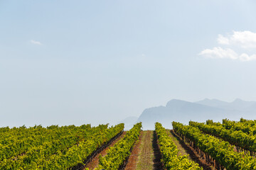 Naklejka premium Sunlit vineyard rows in South Africa