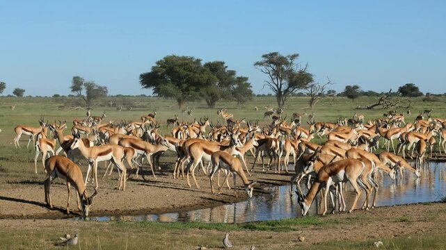 A large herd of springbok antelopes (Antidorcas marsupialis) congregating at a waterhole, Kalahari desert, South Africa