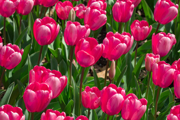 Fototapeta premium Happy Easter. Tulips creating a red background. Spring season background. Spring texture for greeting card. Red tulips in spring field. Tulip for floral background. Valentine and holiday design.