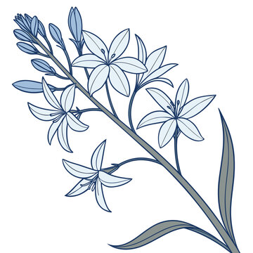 amsonia blue ice flower silhouette on white background