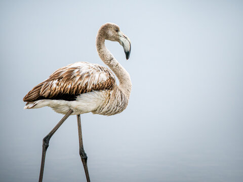 Flamant rose (Phoenicopterus roseus) juv&eacute;nile en eau peu profonde en Camargue, oiseau &eacute;chassier au plumage brun en comportement d&rsquo;alimentation dans une zone humide naturelle