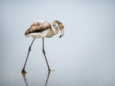 Flamant rose (Phoenicopterus roseus) juv&eacute;nile en eau peu profonde en Camargue, oiseau &eacute;chassier au plumage brun en comportement d&rsquo;alimentation dans une zone humide naturelle