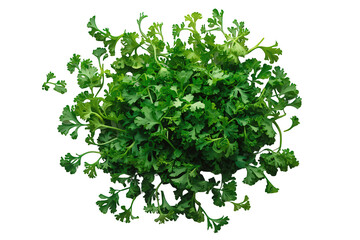 Obraz premium Fresh green curly parsley bunch for cooking and garnishing, vibrant seasoning herb for healthy organic eating
