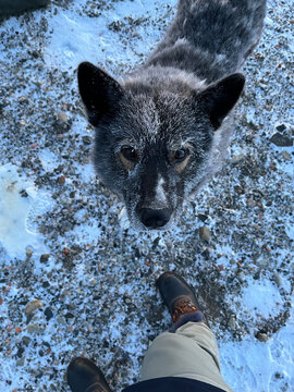 Hasky in snow