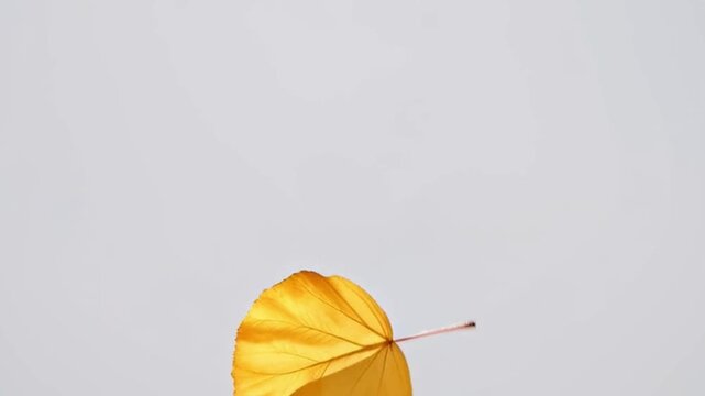 Close up of a golden autumn leaf falling against white background
