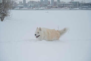 Fototapeta premium A Samoyed dog runs through the snow.