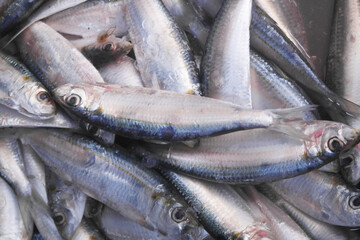 Obraz premium Many raw herring fishes close up 