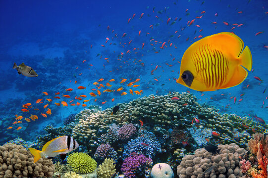 Wonderful and beautiful underwater world