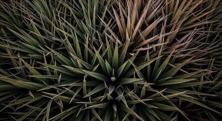 Obraz premium Sharp Yucca Agave Plant Leaves Growing in Dense Pattern for Sustainable Landscaping and Nature Texture Background