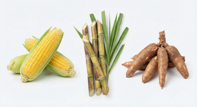 Thai agricultural products, cassava, corn, sugar cane