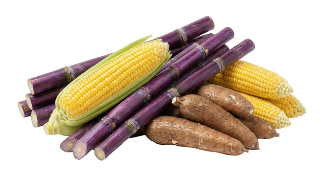 Thai agricultural products, cassava, corn, sugar cane, fertilizer