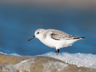 Obraz premium Bécasseau sanderling (Calidris alba) posé sur l’eau, limicole isolé en milieu côtier avec arrière-plan flou et espace négatif, Camargue