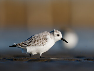 Obraz premium Bécasseau sanderling (Calidris alba) posé sur l’eau, limicole isolé en milieu côtier avec arrière-plan flou et espace négatif, Camargue