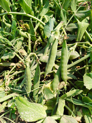 Fototapeta premium Close up shot of peas hanging on plant.