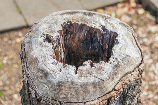 Close-up of hollow tree stump texture wood detail natural background