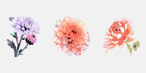 Fototapeta premium Watercolor floral arrangement featuring three blooming chrysanthemum flowers