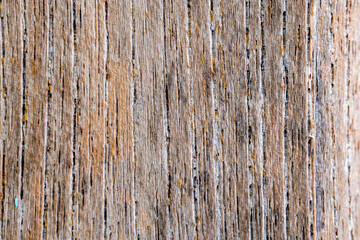 A high-resolution close-up capturing the rough texture, vertical grain, cracks, and natural decay of aged, weathered wood on a tree trunk. © Ryan
