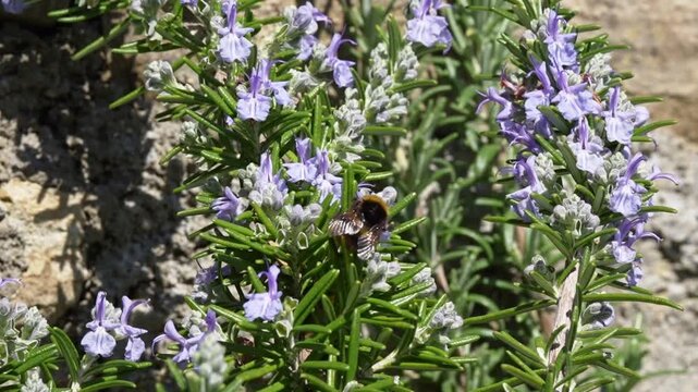 Bumblebee at work collecting pollen on rosemary flowers - Spring awakens and the first bees at work