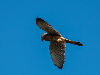 Fototapeta premium Faucon crécerelle (Falco tinnunculus) en vol, ailes déployées en plongée, rapace en chasse sur fond de ciel bleu