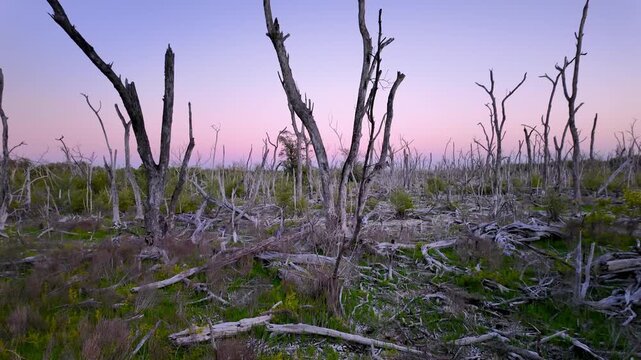 Devastated forest landscape with dead trees at sunset in Everglades National park.