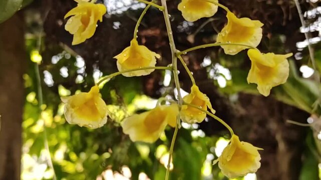 A beautiful yellow orchid, Dendrobium lindleyi Steud, is blooming profusely in nature.