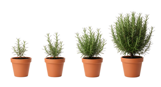 Four potted rosemary plants showing growth stages from small to large in terracotta pots.