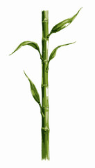 Fototapeta premium Elegant Illustration of a Bamboo Stem with Lush Green Leaves Against a White Background, Showcasing Nature's Simplicity and Grace