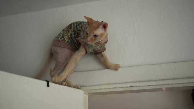 Playful hairless cat wearing fashionable clothing cautiously walking along a high white ledge inside a house, exploring the surroundings and looking at the camera with curiosity