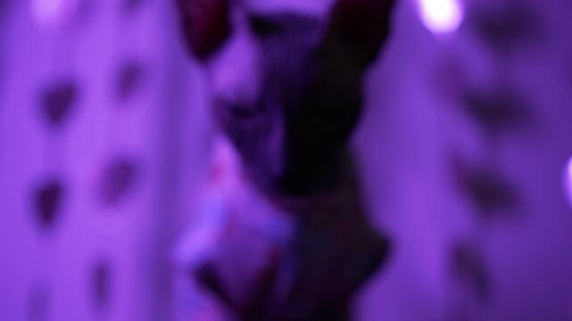 Curious canadian sphynx cat wearing a vibrant patterned shirt sitting in a room with purple lighting, attentively looking around with heart-shaped decorations in the background