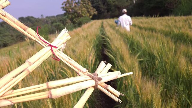 A man in Maharashtra carries a frame of dry sorghum stalks through a wheat field. Sati Aasra ritual: bringing food and cultural offerings to a riverside to honor water deities for a successful harvest