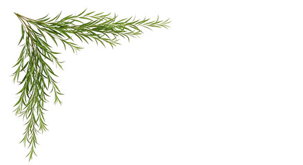 Fototapeta premium A green sprig with thin leaves forming a decorative corner on a plain white background, ideal for design elements.