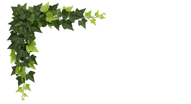 Lush green ivy leaves forming a decorative corner border against a clean white background, perfect for design elements.