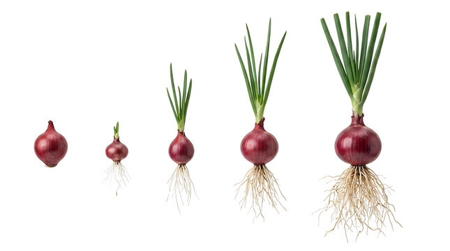 Five red onion bulbs showing various stages of growth from small seeds to mature plants with green shoots and developed roots on a white background.