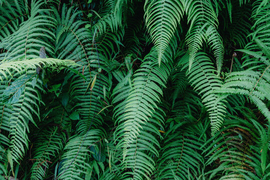 Lush green ferns thrive in the undergrowth of the forest in Sa Pa, Lao Cai, Vietnam. Ferns provide shelter and food for many species of wildlife. ,
