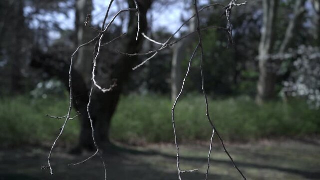 A minimalist and spiritual view of leafless branches swaying in the wind.