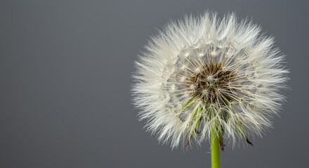 Fototapeta premium Closeup view of a mature dandelion seed head ready for dispersal in nature